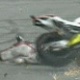 Marco Simoncelli sofre grave acidente durante o GP da Malásia de MotoGP (23/10/2011) - Reprodução/TV